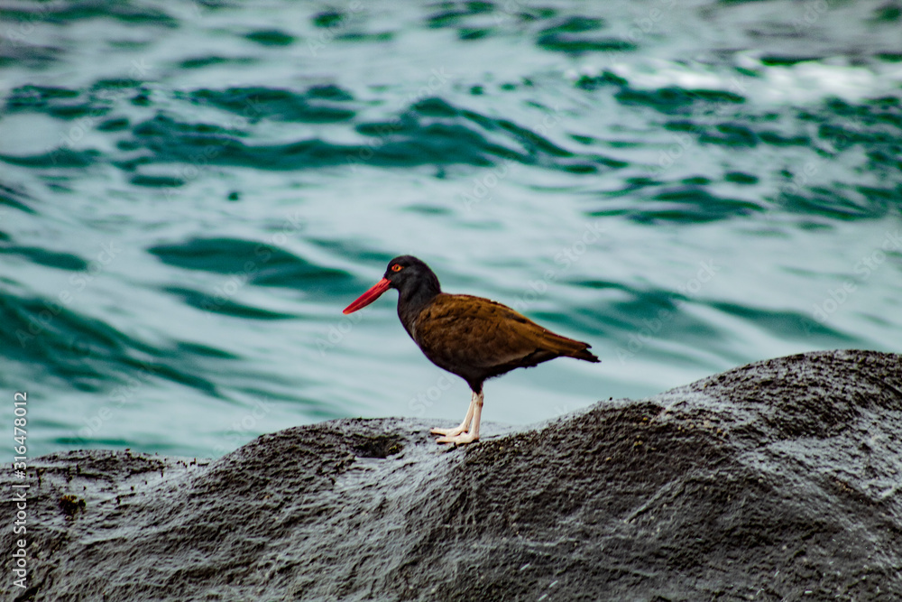 Bird on Sea Bird on Sea