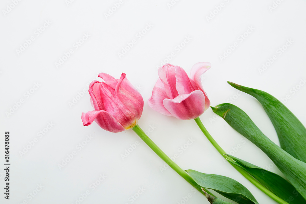 Pink Tulips Flowers on White Background Pink Tulips Flowers on White Background