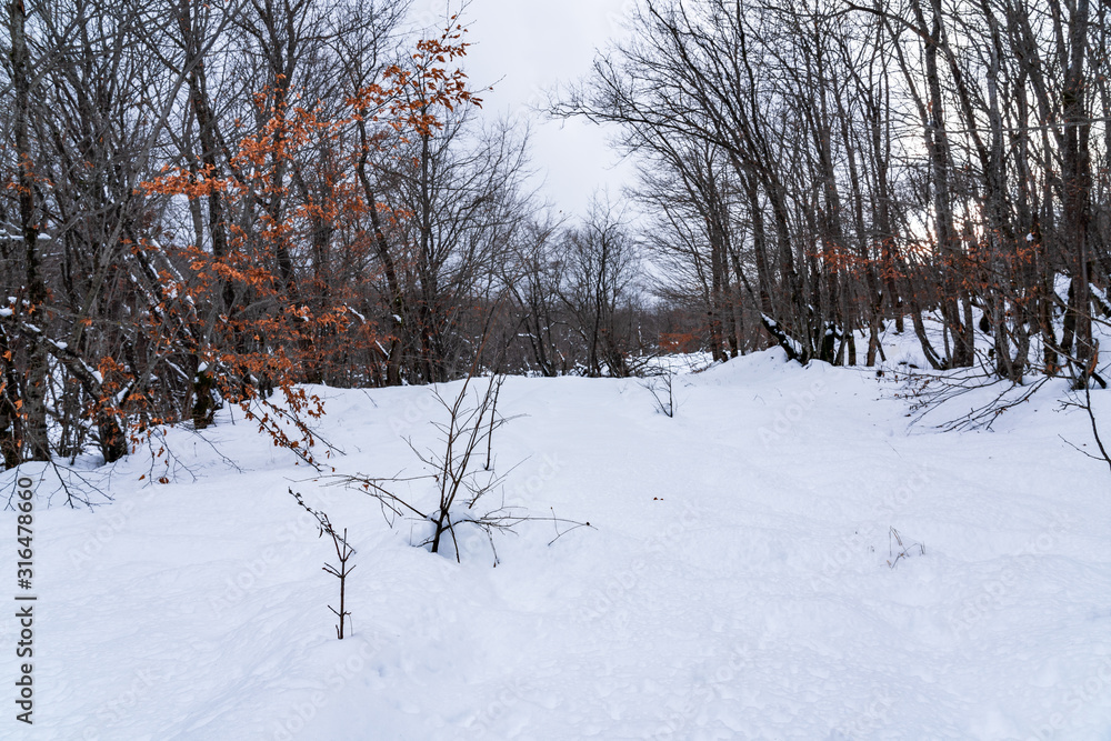 Fototapeta premium Winter forest, snow covered bare trees