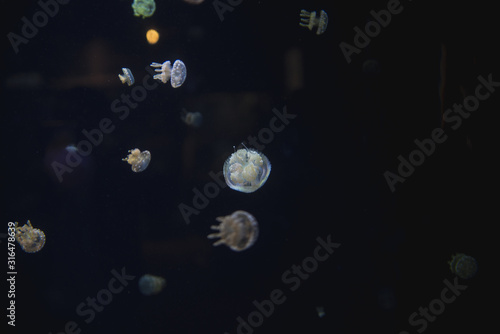 A picture of jellyfish floating in the aquarium. Vancouver Aquarium BC Canada © haseg77