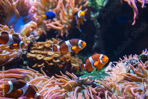 A picture of Clownfishes swimming in the aquarium. Vancouver Aquarium BC Canada