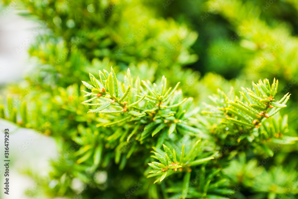 Taxus baccata (Yaw tree) bush in the garden. Selective focus. Taxus baccata (Yaw tree) bush in the garden. Selective focus.