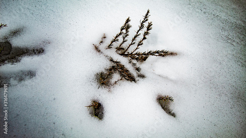 tree in snow