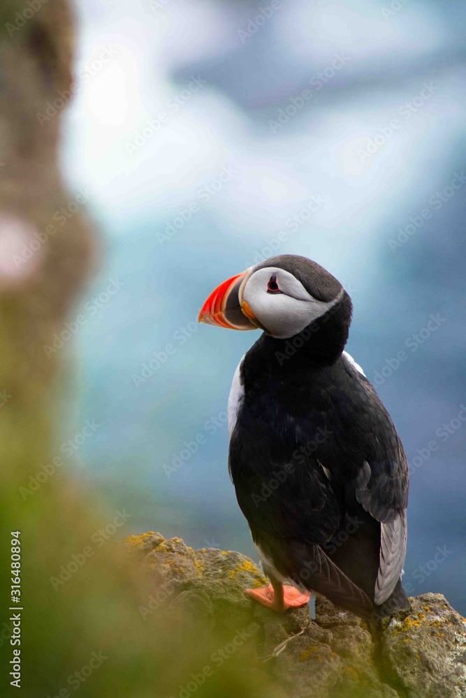Fototapeta premium Close up/detailed portrait view of head of Arctic or Atlantic Puffin bird with orange beak. White background. Latrabjarg cliff, Westfjords, Iceland