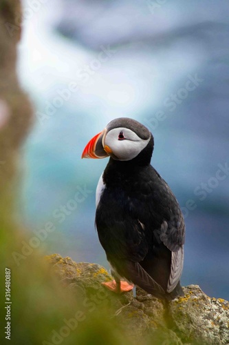 Close up/detailed portrait view of head of Arctic or Atlantic Puffin bird with orange beak. White background. Latrabjarg cliff, Westfjords, Iceland