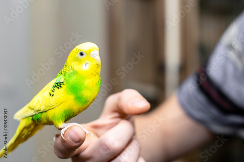 a yellow-green wavy parrot sits on the man s hand