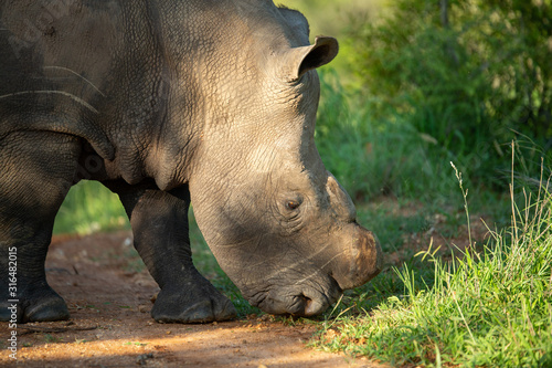 A partially dehorned rhino