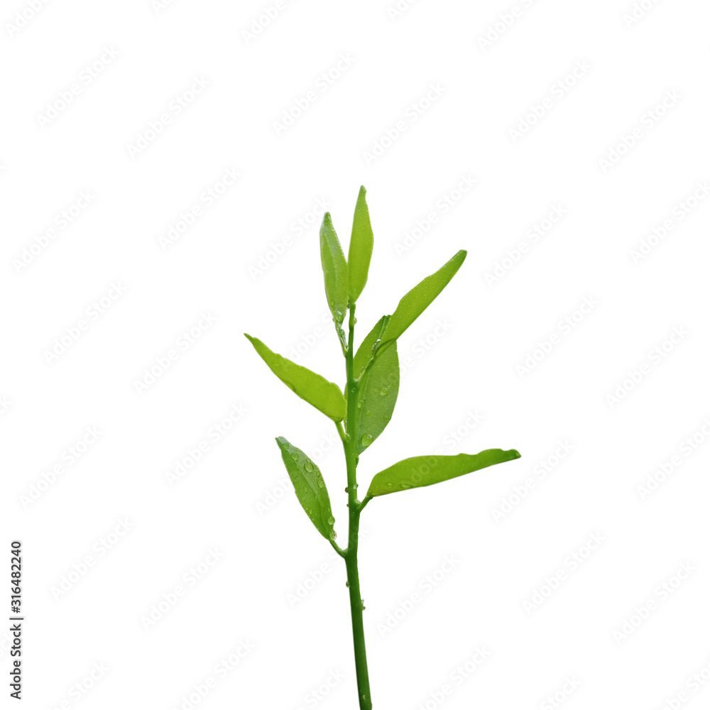bamboo isolated on white background bamboo isolated on white background