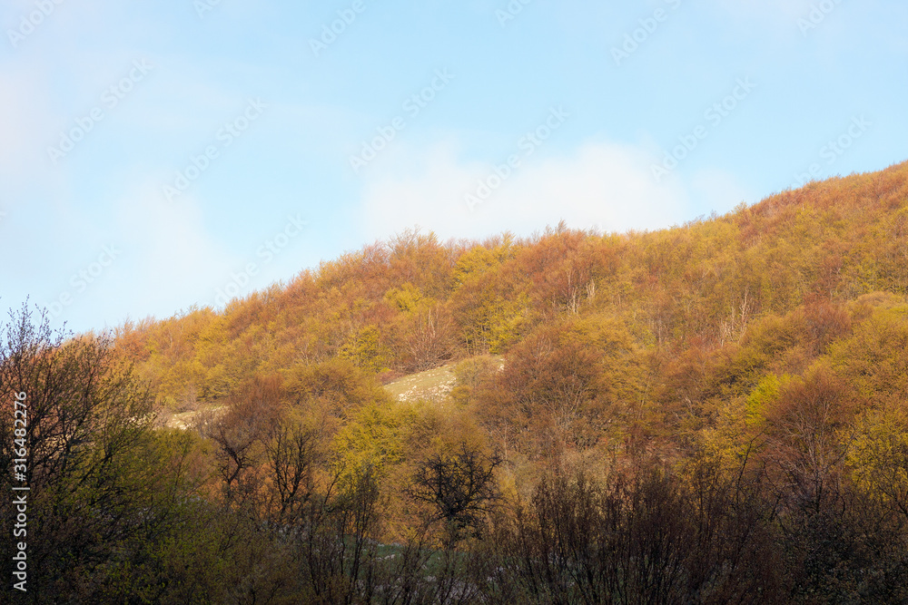 spring forest on the hillside