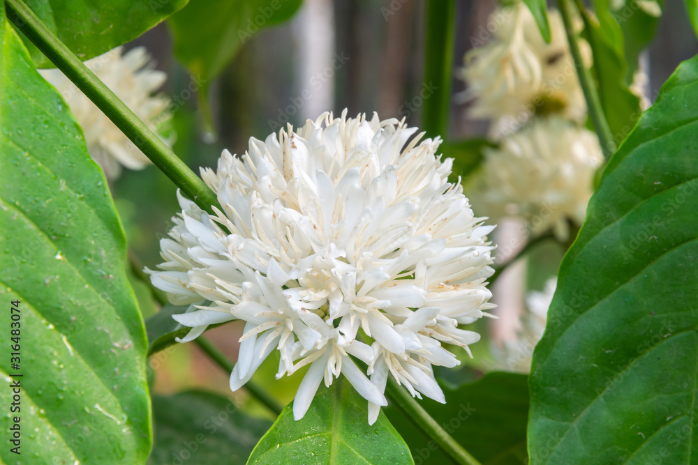 Coffee tree blossom with white color flowers Coffee tree blossom with white color flowers