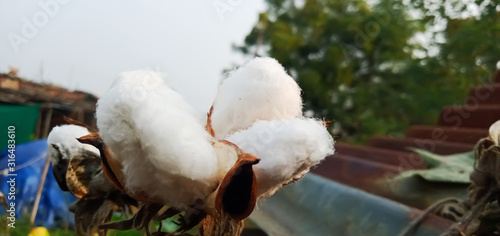 Fototapeta Naklejka Na Ścianę i Meble -  closeup of cotton at home