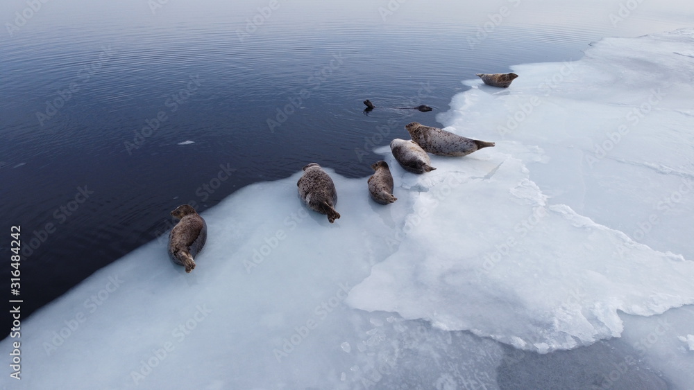 Seals (spotted seal, largha seal, Phoca largha) laying on the edge of sea ice floe. Aerial image of wild spotted seals in nature.