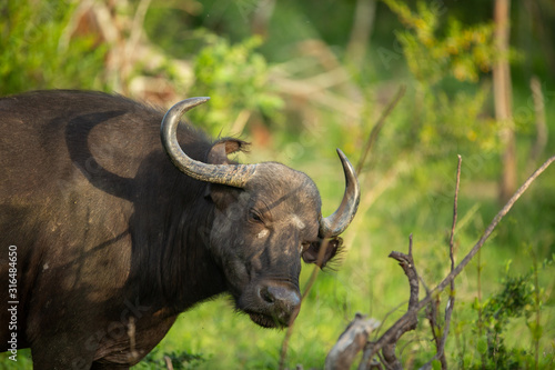 A herd of cape buffalo in the late afternoon light