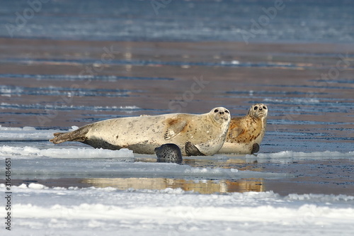 Seals (spotted seal, largha seal, Phoca largha) laying on winter sea ice. Group portrait of cute sea mammals. Wild spotted seals closeup.