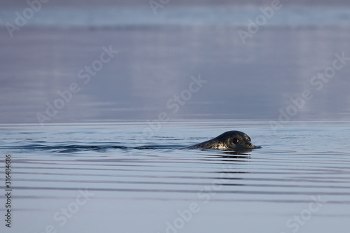 Seal (spotted seal, largha seal, Phoca largha) swimming in sea water and looking at viewer. Wild spotted seal closeup. © Nick Kashenko