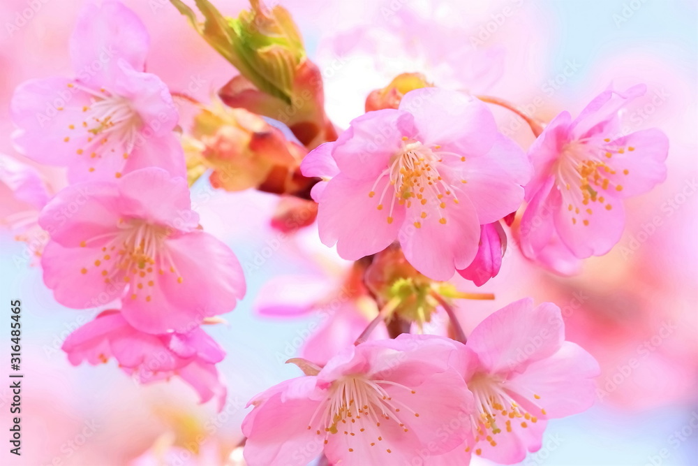 美しい河津桜