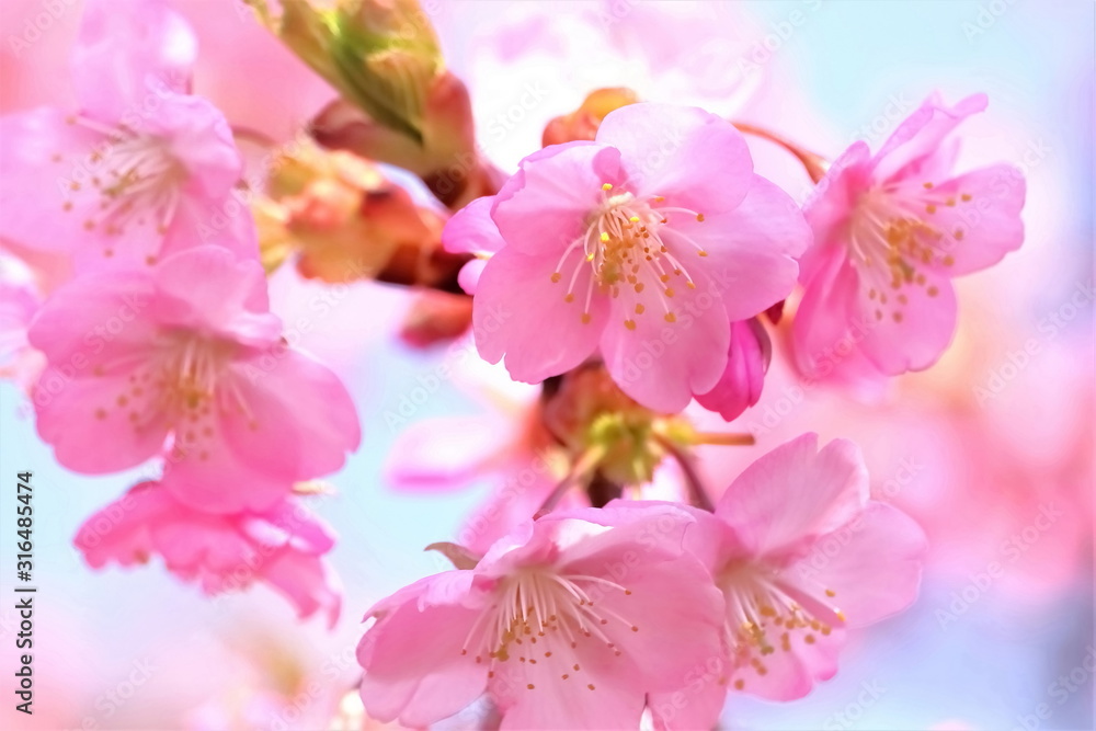 美しい河津桜