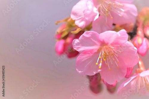 美しい河津桜 © 茂昭 豆田