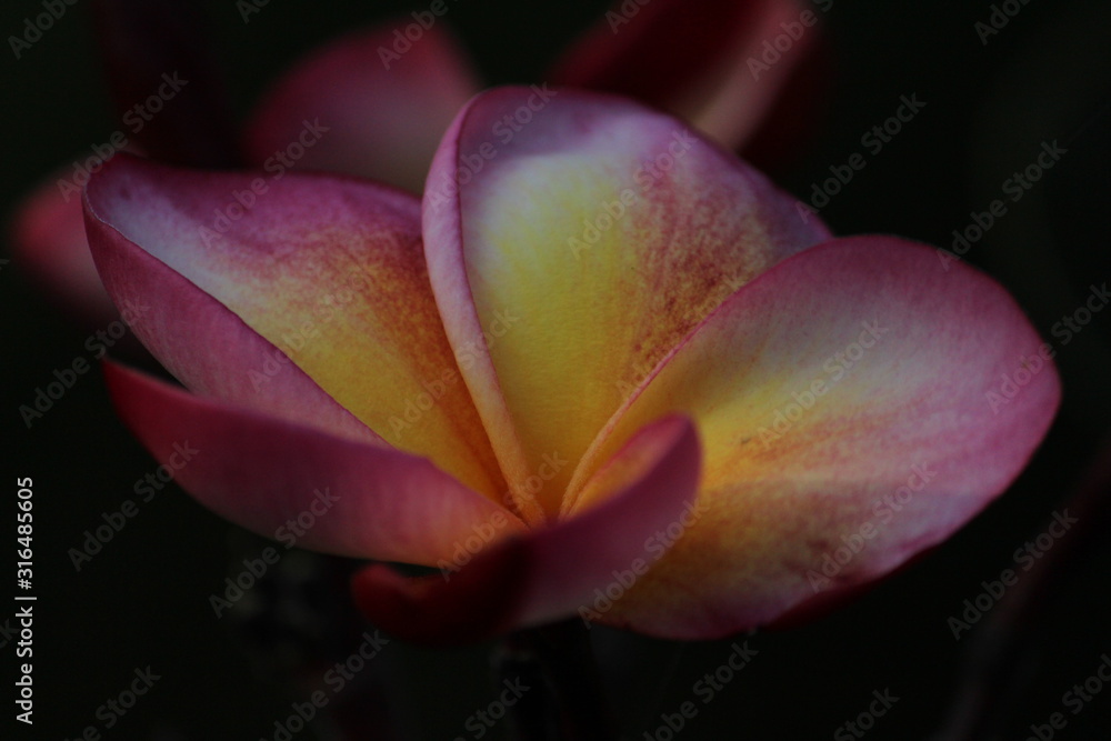 closeup shot of pink and white frangipani plumeria flower in the garden closeup shot of pink and white frangipani plumeria flower in the garden
