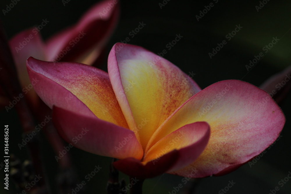 closeup shot of pink and white frangipani plumeria flower in the garden closeup shot of pink and white frangipani plumeria flower in the garden