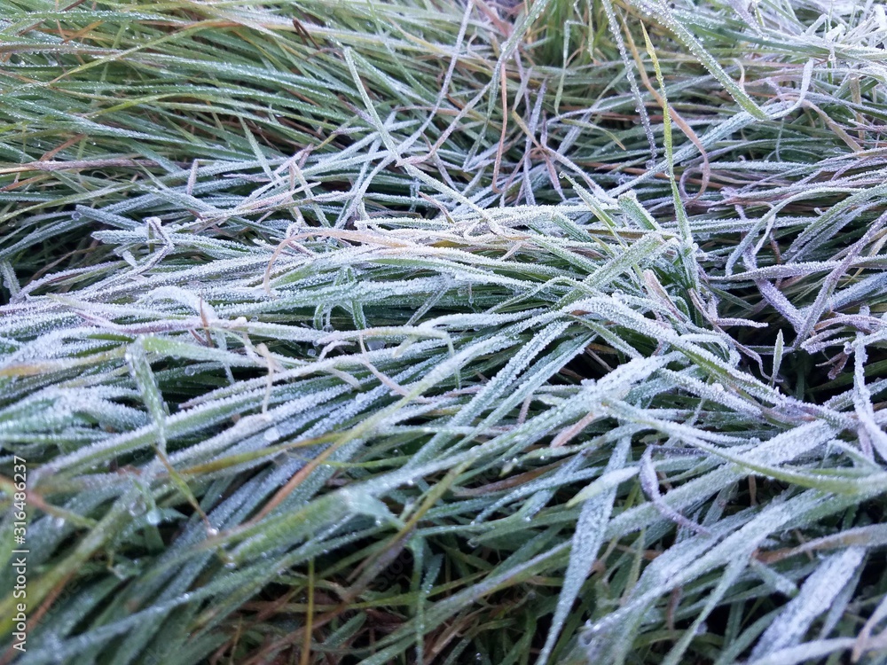 Frosted Green and Reddish Grass