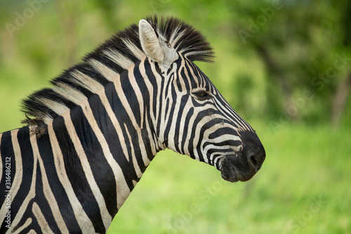 Zebra standing alert in the shade during a hot spell