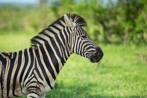 Zebra standing alert in the shade during a hot spell