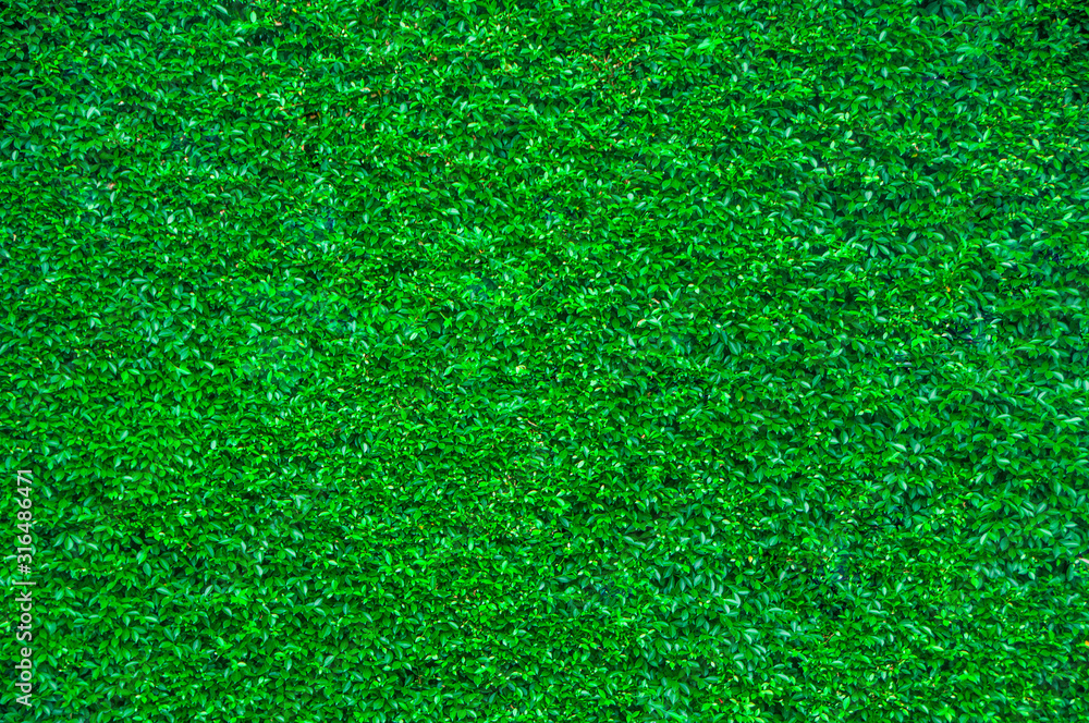 Fototapeta premium Trimmed green leaves wall for texture background