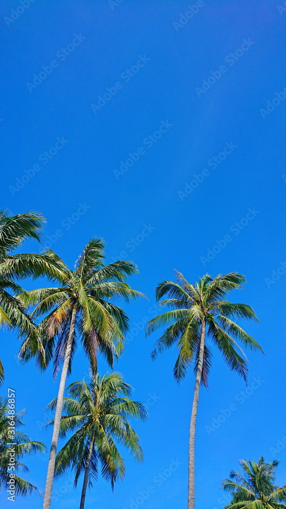 tropical coconut trees up to good sky day 