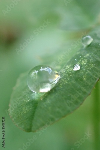 Drop of water on a green leaf close-up on a blurred green vegetative background.Macro water drop on a green leaf. Nature green world background.