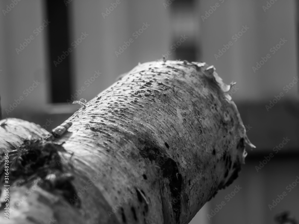 birch log close-up in summer, Russia
