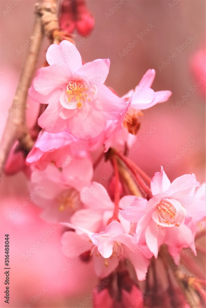 鮮やかな枝垂桜 鮮やかな枝垂桜