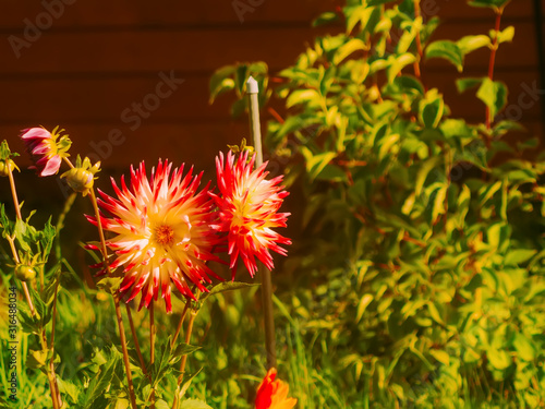 red and yellow dahlias in the garden  Russia