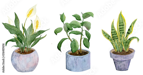watercolor hand drawn illustration potted plants snake rubber peace lily mother in law tongue on white isolated background nature natural indoor interior flowers pastel neutral grey realistic green