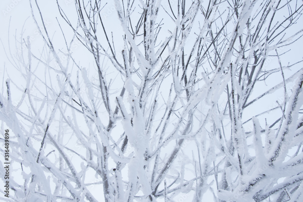 branches of a tree in winter branches of a tree in winter