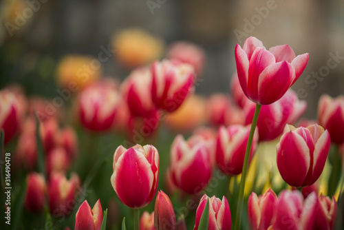 tulips