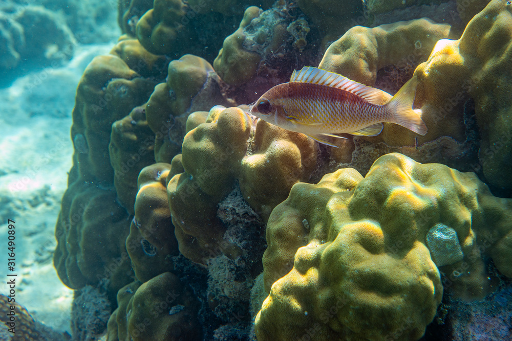 Fototapeta premium Underwater Marine Life: Fish, Clams, Corals, Divers