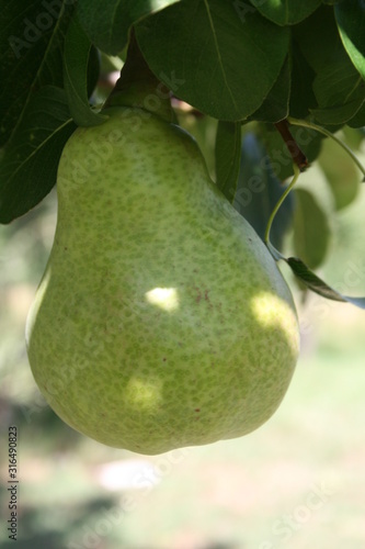 Pear