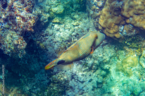 Unterwasseraufnahmen: Triggerfish, Korallen