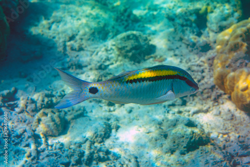 Fototapeta Naklejka Na Ścianę i Meble -  Unterwasseraufnahmen: Fische, Korallen