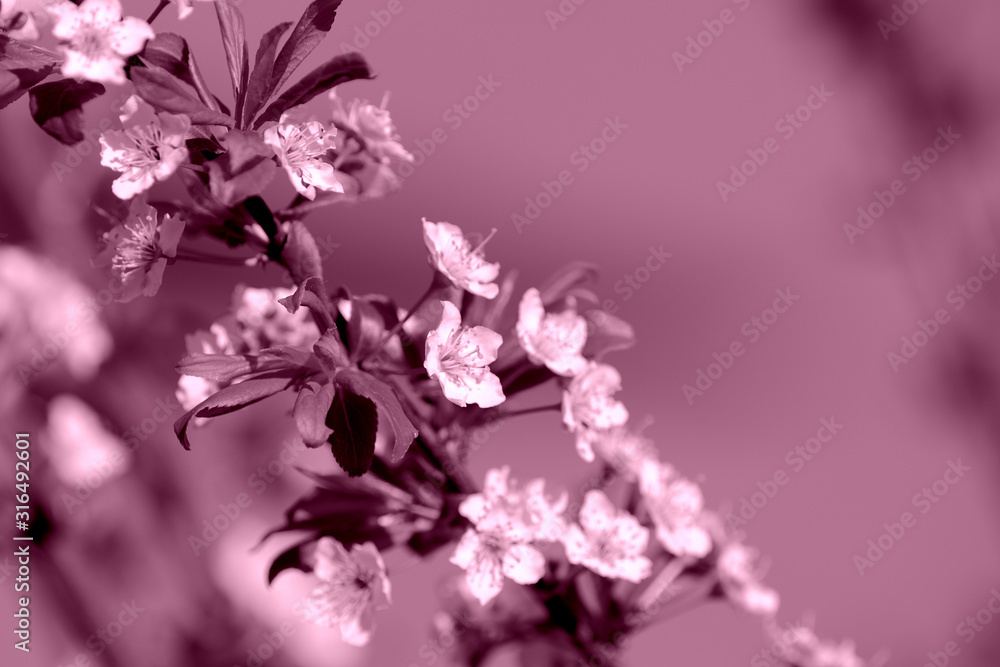 Beautiful blossoming tree in spring time close up, pink color toned