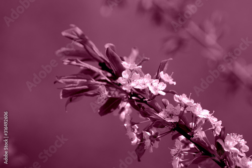 Beautiful blossoming tree in spring time close up  pink color toned