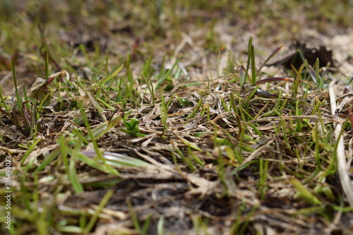 ants on grass