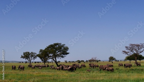elephants family in serengeti © MINKI
