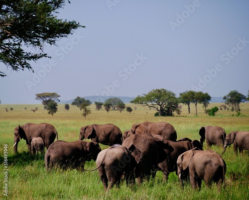 Photography elephants family in serengeti