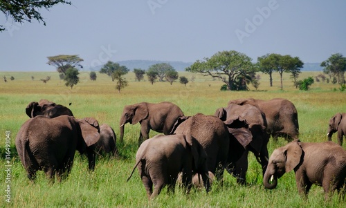 Photography elephants family in serengeti
