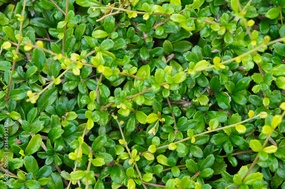 Carmona retusa or philippine tea tree green plant background Carmona retusa or philippine tea tree green plant background
