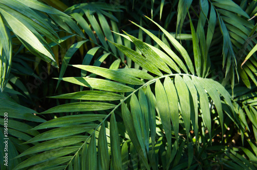 Chamaedorea elegans or parlour palm green leaves in sunlight