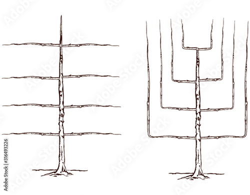 Growing and pruning espalier fruit tree, vintage line drawing or engraving illustration.