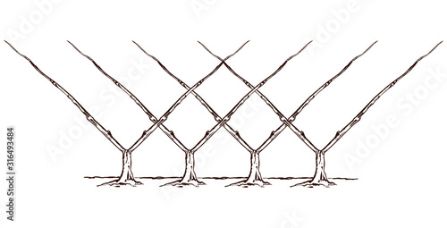 Growing and pruning espalier fruit tree, vintage line drawing or engraving illustration.
